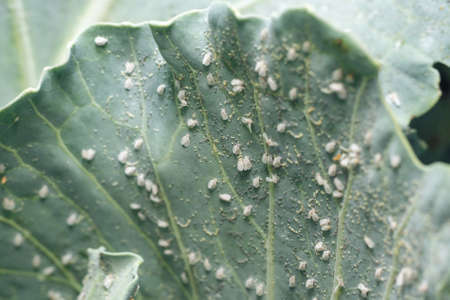 Whitefly Aleyrodes proletella agricultural pest on cabbage leaf.