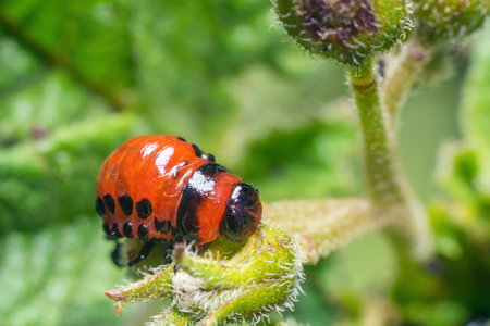 Colorado potato beetle larvae eats potato leaves, damaging agriculture.の写真素材