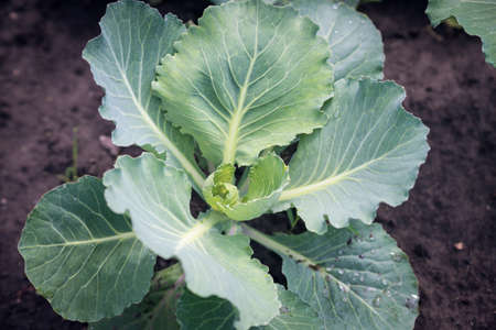Green leaves of young cabbage in the garden.