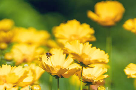 A bee pollinates the beautiful summer yellow flowers of Coreopsis lanceolata in the garden.