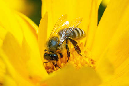 A bee covered with pollen collects nectar pollinating a yellow flower.