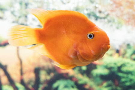 Beautiful parrot fish swims in the aquarium.の写真素材