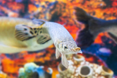 Spotted gar Lepisosteus oculatus swims in the aquarium.