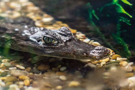 The head of a Caiman crocodile poked out of the water waiting for its victim.