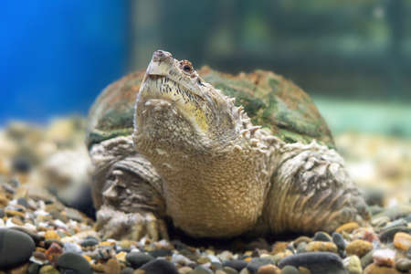 A snapping turtle Chelydra serpentina with large claws on the gravel in the water.の写真素材