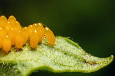 Colorado potato beetle eggs on a potato leaf.の写真素材