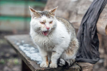 A homeless cat with sore eyes sits on an old bench and opens its mouth wide.の写真素材