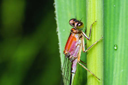 Damselfly sits in the green grass in the morning.