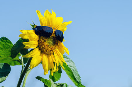 Bright yellow sunflower flower in sunglasses in a field against a blue sky.の写真素材