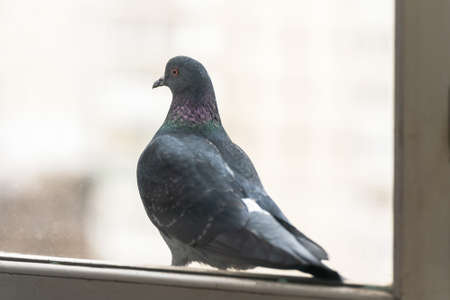 Portrait of a wild pigeon sitting on a windowsill.