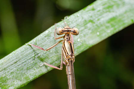 Dragonfly sits in the green grass in the morning.