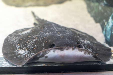 Stingray motoro Potamotrygon motoro in an aquarium on a sandy bottom.