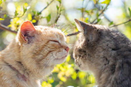 Two cats look at each other on a spring morning.の写真素材