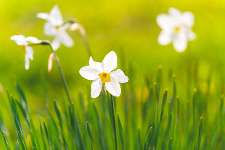 Beautiful narcissus flowers bloom in the spring garden.の写真素材