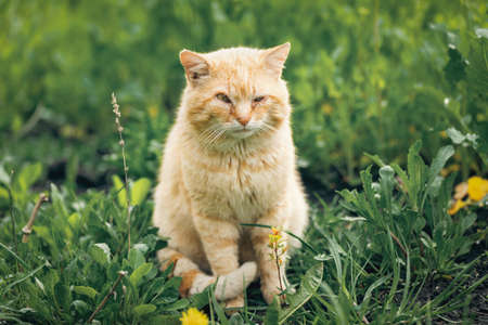 Portrait of a red stray cat with sore eyes sitting in the green grass.の写真素材