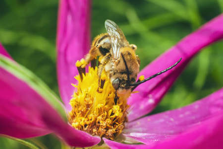 A bee pollinates and collects nectar from a purple cosmos flower.の写真素材