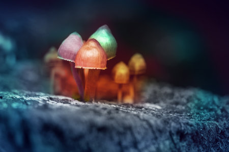 Hallucinogenic colorful mushrooms grow in the forest, toned.の写真素材