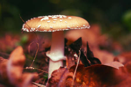 Amanita mushroom in the autumn forest among fallen leaves.の写真素材