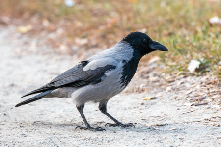 A hooded Crow Corvus cornix on a gravel road in the park.の写真素材