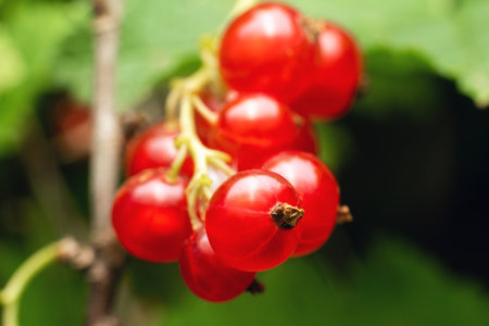 Ripe red currant berries on a branch in a summer garden.の写真素材
