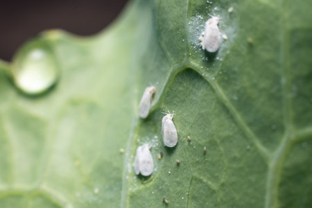 Whitefly Aleyrodes proletella agricultural pest on cabbage leaf.の写真素材