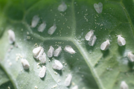 Whitefly Aleyrodes proletella agricultural pest on cabbage leaf.の写真素材