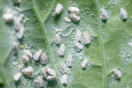 Whitefly Aleyrodes proletella agricultural pest on cabbage leaf.