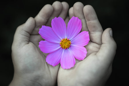 Purple cosmea flower in children's hands close-up.の写真素材