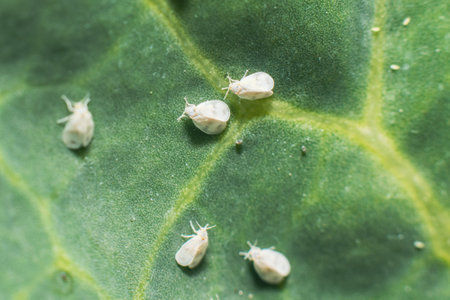 Whitefly Aleyrodes proletella agricultural pest on cabbage leaf.の写真素材