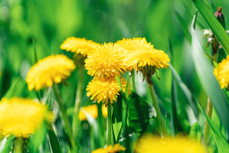 Yellow dandelion flower among green grass close-up on a sunny day.の写真素材
