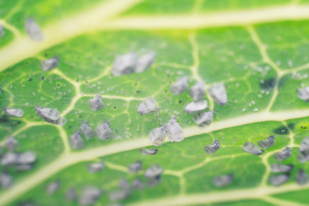 Whitefly Aleyrodes proletella agricultural pest on cabbage leaf.の写真素材
