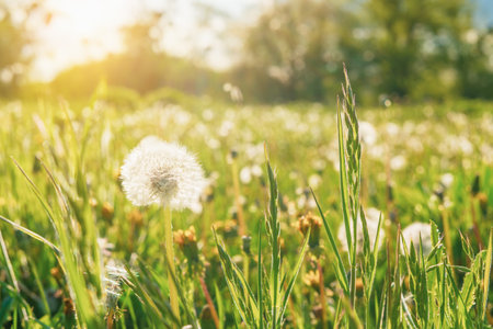 Dandelion in green grass in a field at sunset.の写真素材