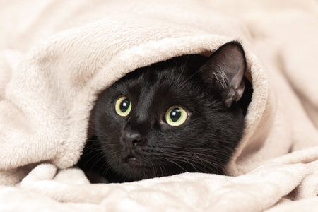 Portrait of a black cat peeking out from under a blanket during a cold snap.の写真素材
