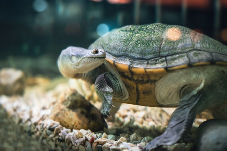The snake-necked turtle swims in the water in search of food.の写真素材