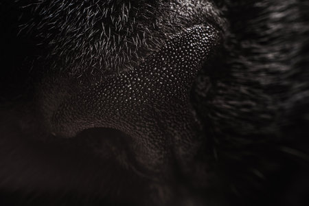 Black cat nose close up, macro photography.の写真素材