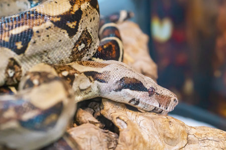 Beautiful emperor boa constrictor resting on a branch.