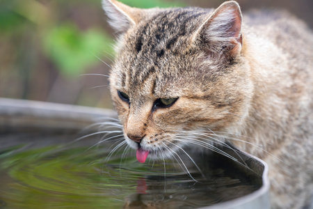 A domestic cat drinks water from a bowl in the garden.の写真素材