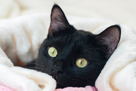 Portrait of a black cat peeking out from under a blanket during a cold snap.の写真素材