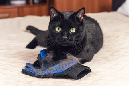 Shedding in animals, black cat lying with a glove for combing out shedding hair.の写真素材