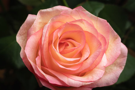 Pink rose flower close up, background, texture.の写真素材