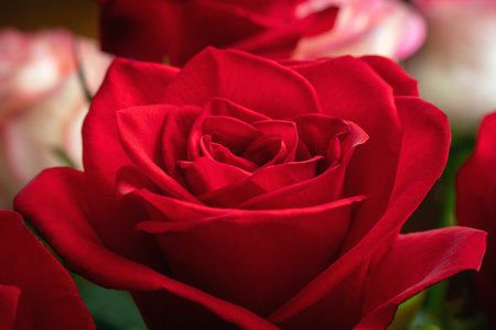Red rose flower close up, background, texture.の写真素材