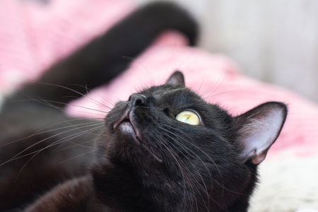 Portrait of a black cat with yellow eyes close up.の写真素材