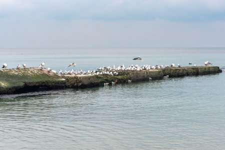 A flock of seagulls on a concrete pier in the sea in cloudy weather.の写真素材