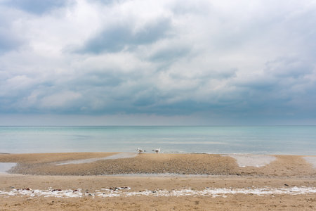 Seascape, cold cloudy weather at sea. Two seagulls on a sandy beach.の写真素材