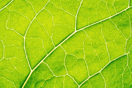 Green leaf against the light background texture.の写真素材