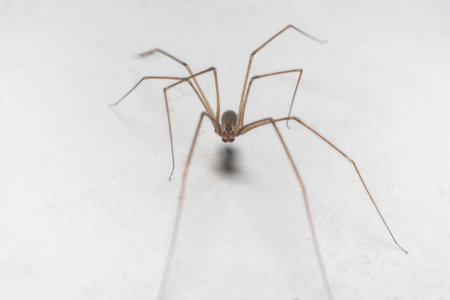 Long-legged harvestman spider pholcus phalangioides sits on a white wall.の写真素材