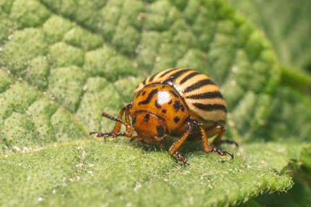 Agricultural pest Colorado potato beetle eats potato leaves.