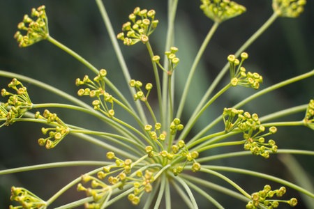 Dill flower with small yellow flowers close-up in summer, background texture.の写真素材