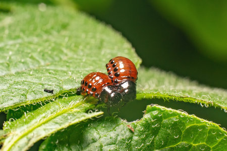 Colorado potato beetle larvae eats potato leaves, damaging agriculture.の写真素材