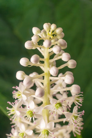 Close-up of Phytolacca acinosa berry laconos flower on the background of a green leaf.の写真素材
